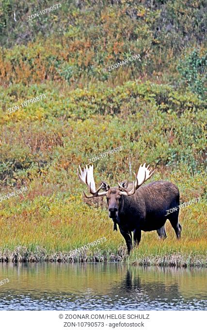 Elch, das Wachstum der neuen Geweihe beginnt im Fruehjahr - (Alaskaelch - Foto Elchschaufler an einem Tundrasee) / Moose