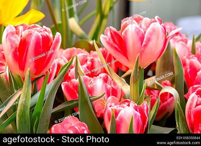 Tulip. Beautiful bouquet of tulips. colorful tulips. tulips in spring, colourful tulip with dew drops