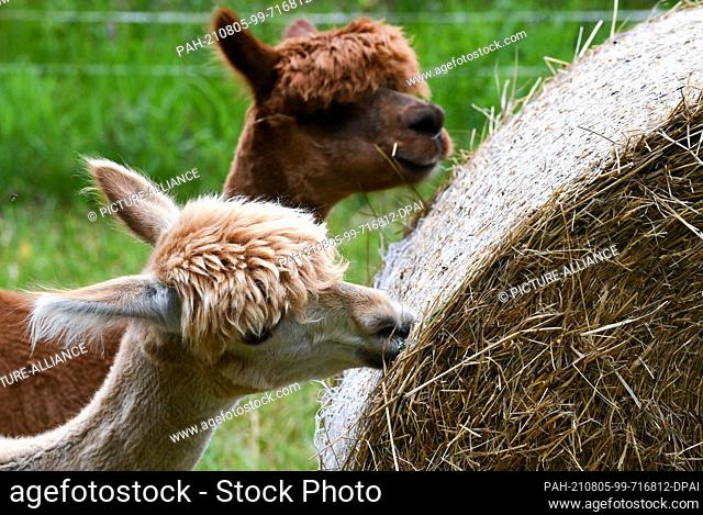 02 August 2021, Brandenburg, Strubensee: Alpacas stand on a bale of straw on the premises of the alpaca breeding farm ""Alpaca nigra"" in Strubensee near Lindow...