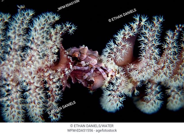 Wire Coral Crab, Xenocarcinus tuberculatus, Lembeh Strait, Sulawesi, Indonesia