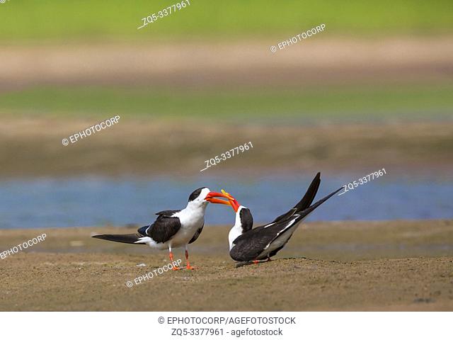 Skimmers courtship, Tern-like birds from Laridae family, Chambal river, Rajasthan, India