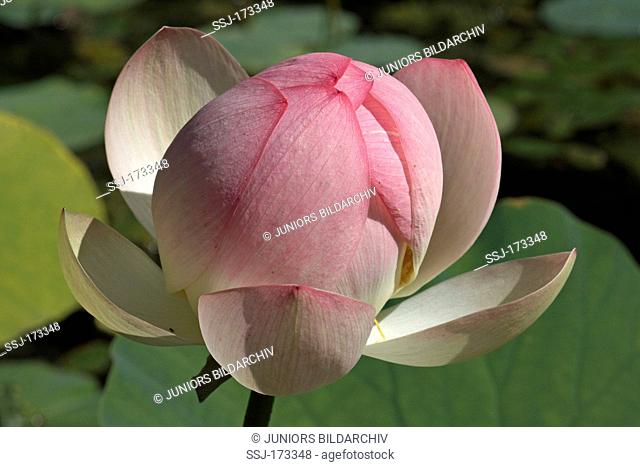 Sacred Lotus, Red Lotus, Indian Lotus, Bean of India, Sacred Water-lily (Nelumbo nucifera), flower