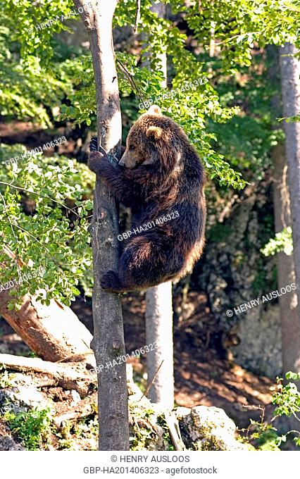 European Brown Bear (Ursus arctos) - Climbing a tree