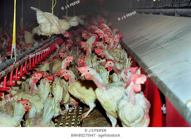 domestic fowl Gallus gallus f. domestica, thousands of broiler chickens jammed together in a hen house in industrial farming in desolate state, Germany