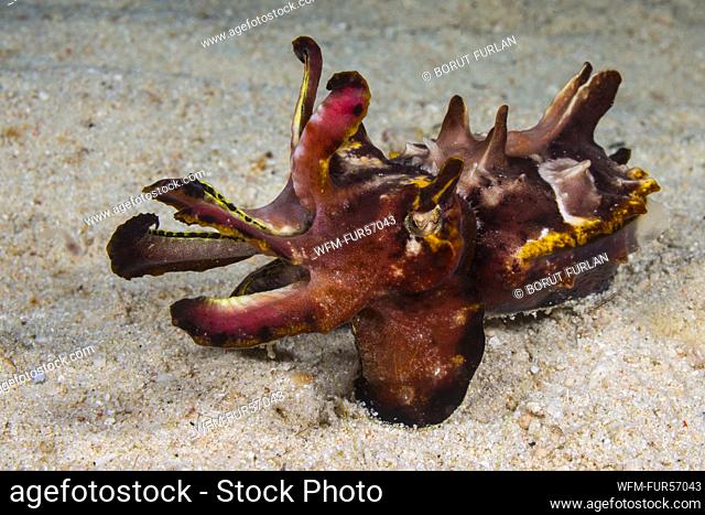 Flamboyant Cuttlefish, Metasepia pfefferi, Waigeo, Raja Ampat, Indonesia