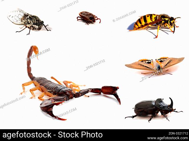brown scorpion and insects isolated on white background, focus on the head