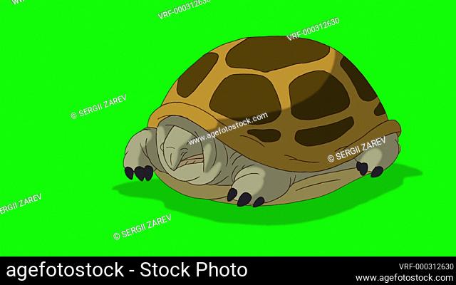 Swamp turtle peeks out of its shell and hides back. Handmade animated looped footage isolated on green screen