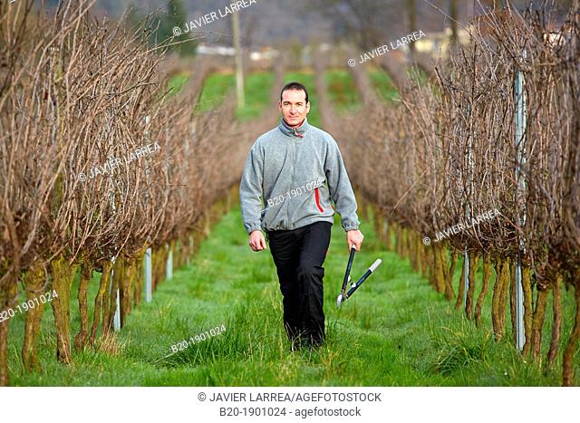 Farmer pruning vineyard, Txakoli, Gipuzkoa, Basque Country, Spain