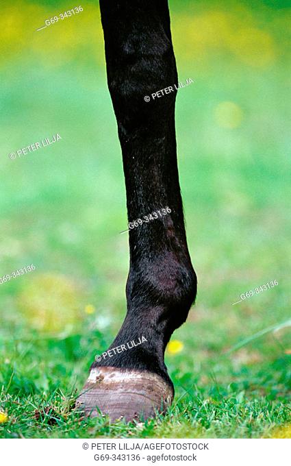 Horse's leg in close-up. Medle, Västerbotten, Sweden