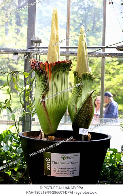 13 May 2018, Germany, Kiel: Two sibling bulbs of a titan arum (Amorphophallus titanum) plant grow in the Botanical Garden of the Christian-Albrechts-University