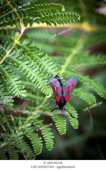 Scotland, Highland, Glencoe. A scottish Burnet Moth