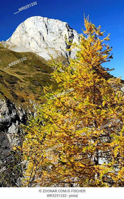 Lärchenbaum in Herbstfarben vor dem Spitzhorn im Geltental, Naturschutzgebiet Gelten-Iffigen, Berner Oberland, Schweiz / Larch in autumn colours against Mt