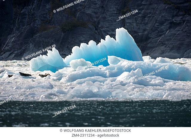 Backlit icebergs from LeConte Glacier drifting in LeConte Bay, Tongass National Forest, Southeast Alaska, USA