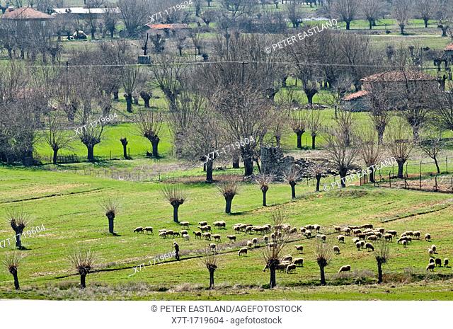 A shepherd with his sheep on the plains in Mantineia, near Tripoli, Southern Arcadia, Peloponnese, Greece