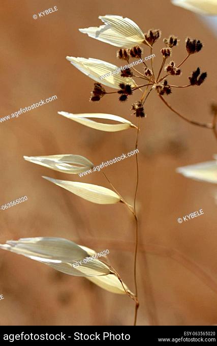 Macro image of wild plants