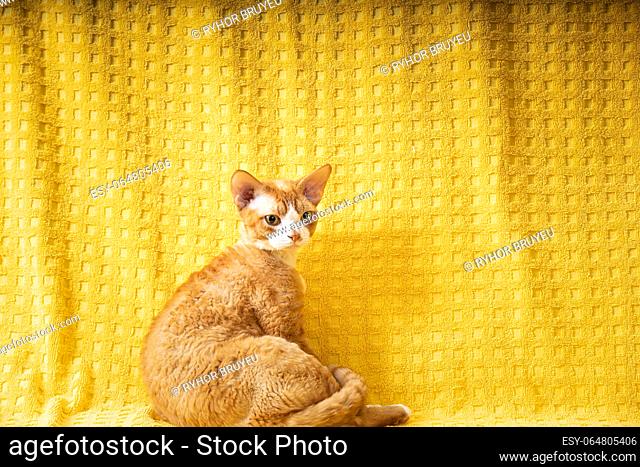 Funny Tired Red Ginger Devon Rex Cat Resting On Plaid. Short-haired Cat Of English Breed On Yellow Plaid Background. Shorthair Pet