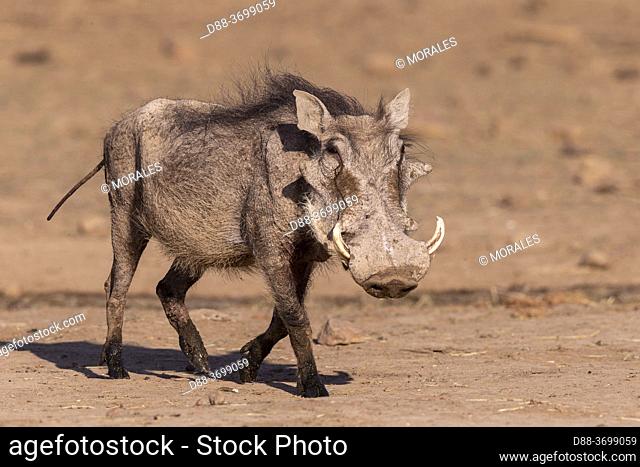 Africa, Namibia, Private reserve, Warthog (Phacochoerus africanus),