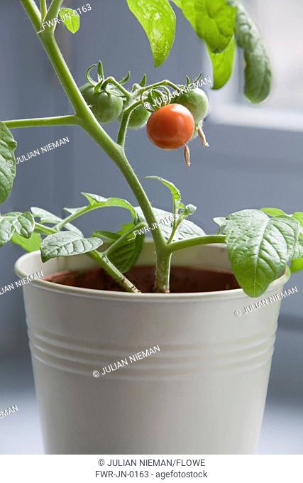 Tomato, Lycopersicon esculentum 'Gardeners Delight'