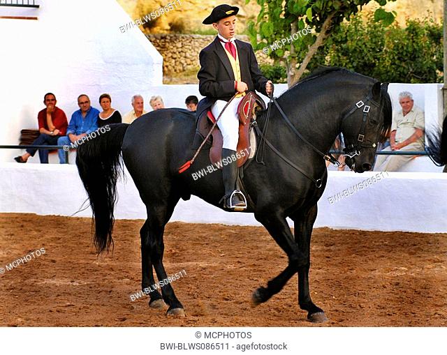 horse during a horseshow on a stud farm in Ferreries, Spain, Menorca, Ferreries