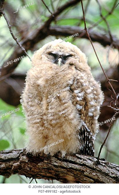Spotted Owl (Strix occidentalis lucida)