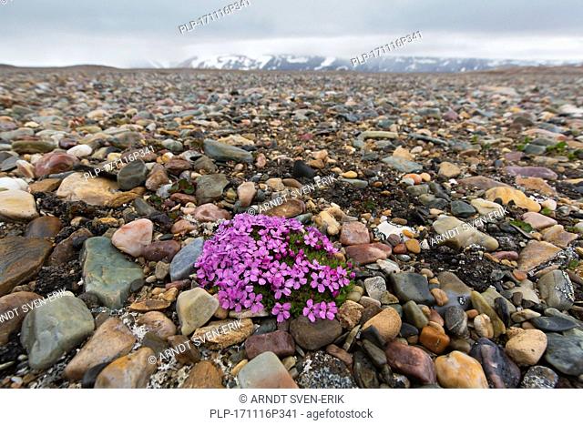 Moss campion / cushion pink (Silene acaulis) in flower in summer on the arctic tundra, Svalbard / Spitsbergen, Norway