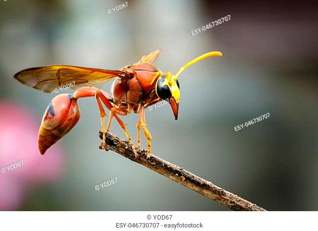 Image of potter wasp (Delta sp, Eumeninae) on dry branches. Insect Animal