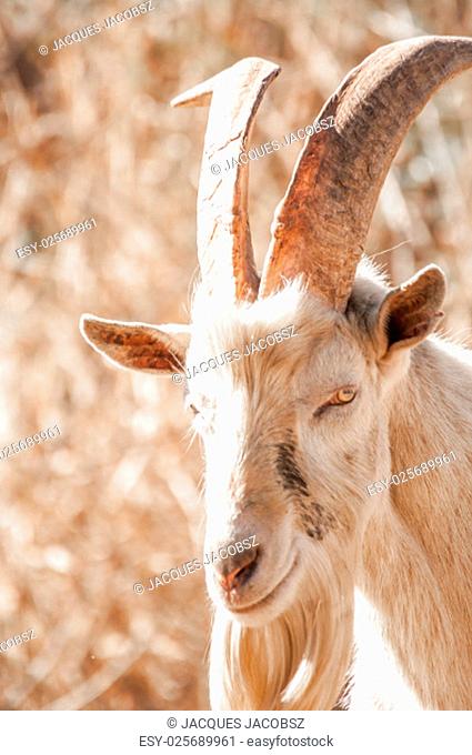 Portrait of a Saanen Billy Goat with big horns outside on the farm
