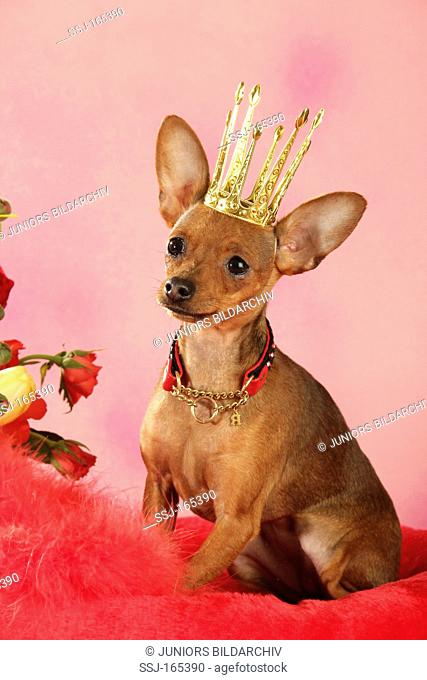 Russian Toy Terrier dog with crown - sitting