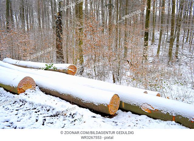 Holz im Winterwald mit Schnee, Langholzstämme aus Buche mit Schnee