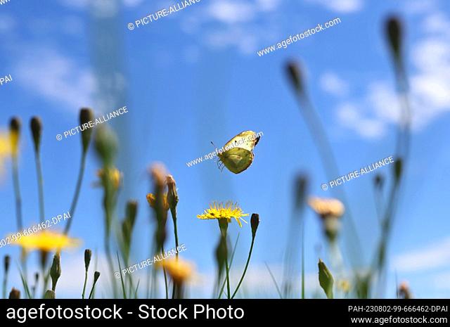 02 August 2023, Bavaria, Kaufbeuren: A white clover yellowing flies from flower to flower above a flower meadow under a white-blue sky