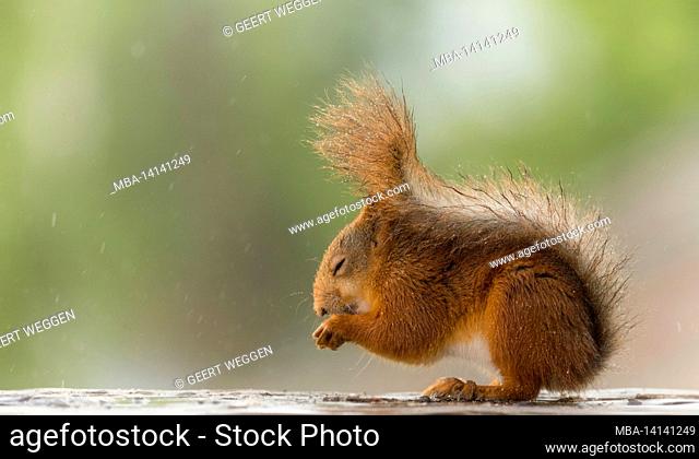 red squirrel is standing in rain
