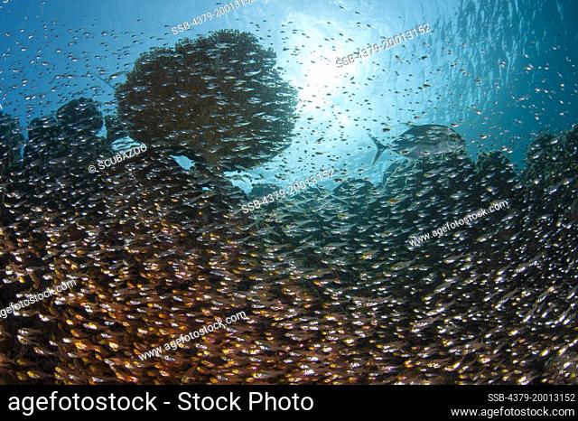 A school of Golden Sweeper fish, Glassfish, Parapriacanthus ransonneti, under a table coral, Acropora sp., on a coral reef with a Blue-Fin Trevally