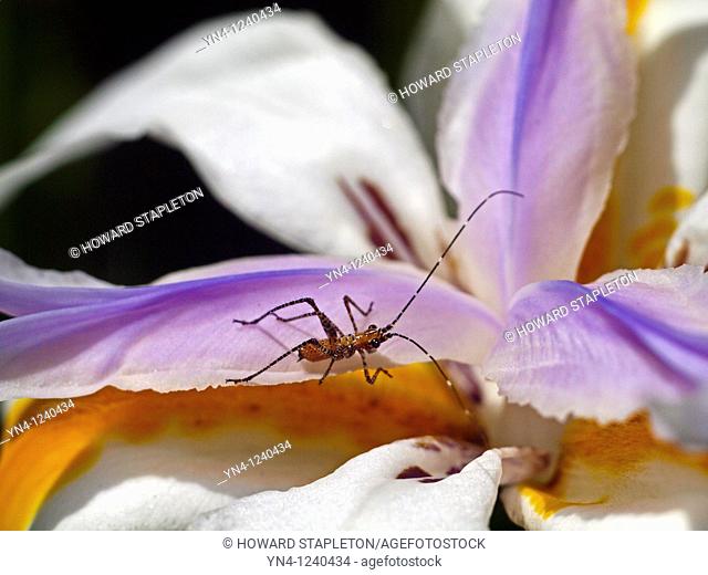 African Iris, Morea Iris, Fortnight Lily Dietes iridioides  Young nymph of a Fork-tailed Bush Katydid Orthoptera: Tettigoniidae in the genus Scudderia...
