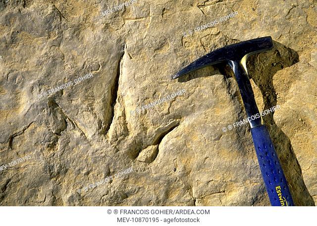 Track of a Theropod (meat eater) dinosaur. Track shown is 25 cm long (about 10 inches). Red Gulch Tracksite, Wyoming, USA