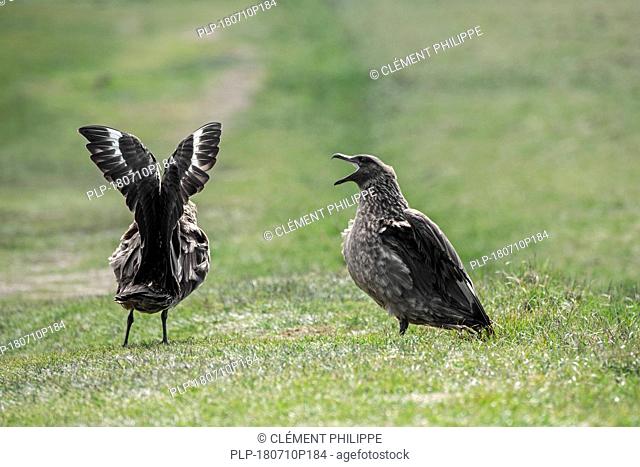 Great skua (Stercorarius skua) couple calling and showing territorial display by stretching out its wings, Hermaness, Unst, Shetland Islands, Scotland, UK
