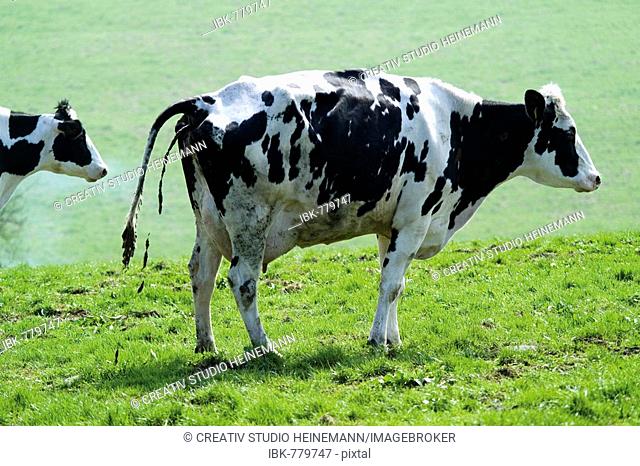 Black-and-white Holstein cow (Bovinae) defecating on a pasture