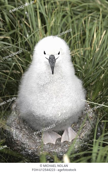 Grey-headed Albatross Thalassarche chrysostoma chick on nesting grounds in Elsehul Bay, South Georgia Island