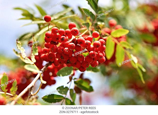 Die reifen Beeren der Eberesche, Vogelbeere , The ripe berries of mountain ash, rowan