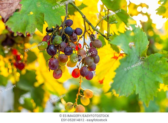 Small bunches of red and white grapes growing in southern Europe at sunset
