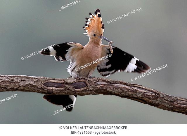 Hoopoe (Upupa epops) with worm on branch, Middle Elbe Biosphere Reserve, Saxony-Anhalt, Germany