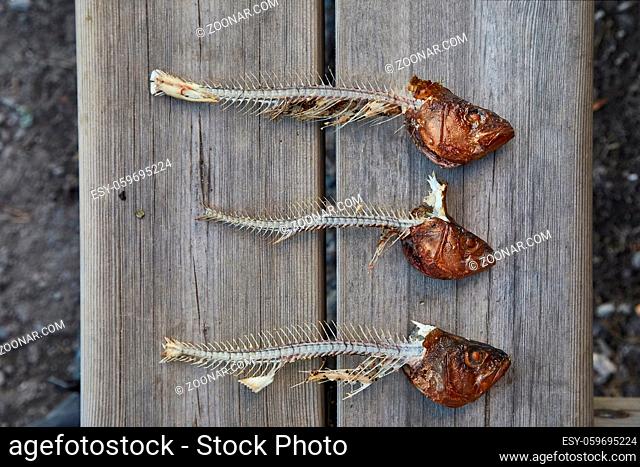 Fishbones left after eating grilled fish