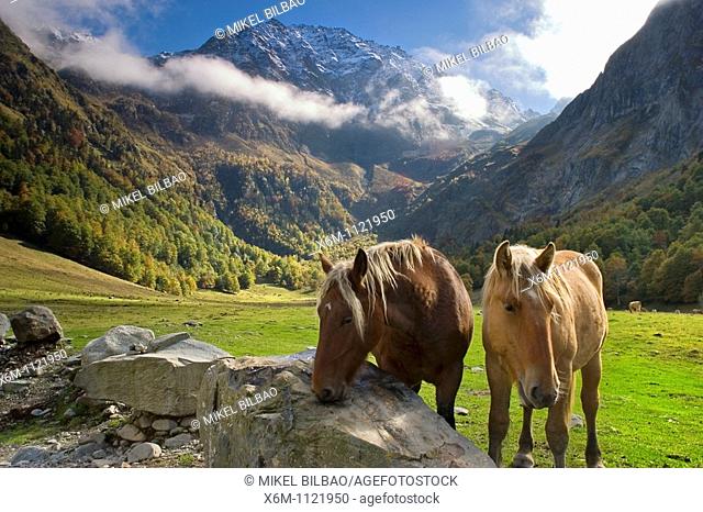 Horses in a mountain meadow  Plan dera Artiga and Tuc des Neres mountain  Artiga de Lin  Aran Valley  Pyrenees mountain range  Lerida province  Catalonia, Spain
