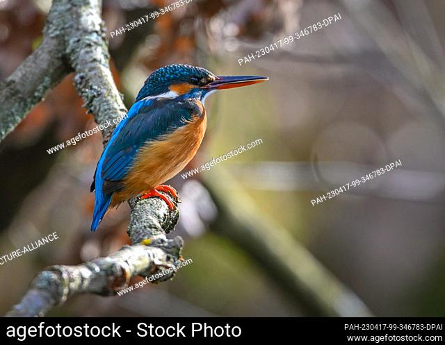 05 April 2023, Brandenburg, Kersdorf: A kingfisher (Alcedo atthis) sits on a branch on the bank of the Spree River. The kingfisher is probably one of the most...
