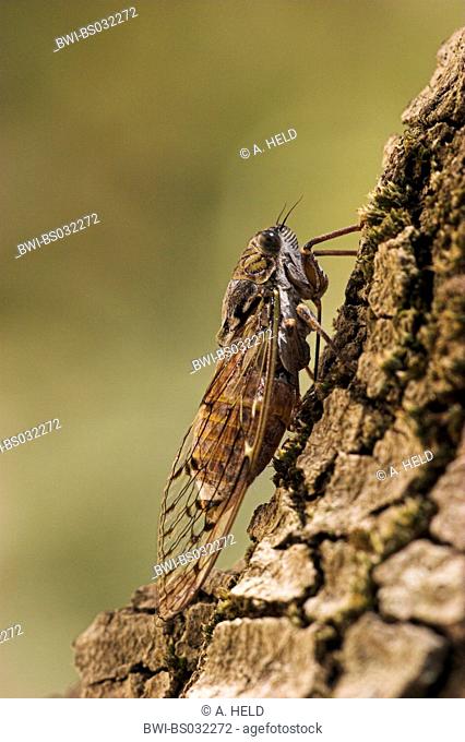 cicada (Cicada orni, Tettigia orni), on bark, France, Provence