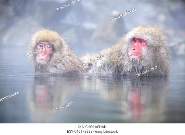 The Snow Monkey at the edge of the hot spring pool (Onsen) at Jigokudani Monkey Park in Nagano prefecture, Japan