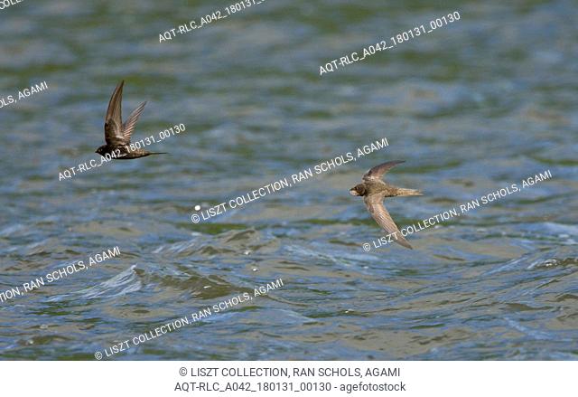 Common Swift in flight over water, Common Swift, Apus apus
