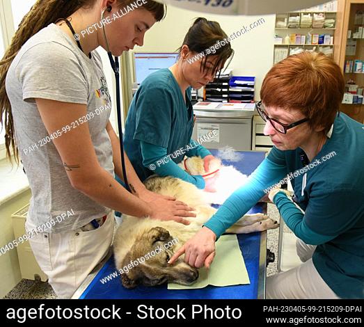 29 March 2023, Saxony, Leipzig: In the small animal practice of Dr. Sabine Zimmermann-Kuhn, the veterinarian (r-l), nurse Stephanie Kriege and veterinary...
