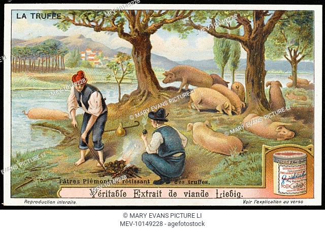 Searching for summer truffles with trained pigs in Piedmont, Italy. The truffles, once found, are roasted on a fire. card 2 of 6