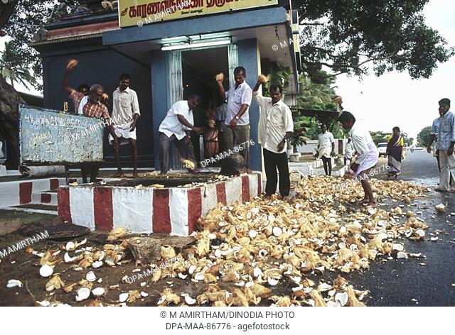 breaking coconuts in front of Ganesh ganpati temple , tamil nadu , india