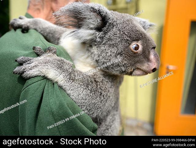 23 May 2022, Saxony, Dresden: Female koala ""Sydney"" sits on the arms of an animal keeper during a media appointment at Dresden Zoo